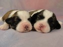 2 Male Shih tzu Bichon Puppies for sale in Iowa 2012